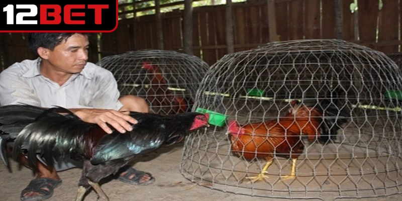 Chia sẻ chi tiết cách nuôi gà chọi chuẩn chuyên gia