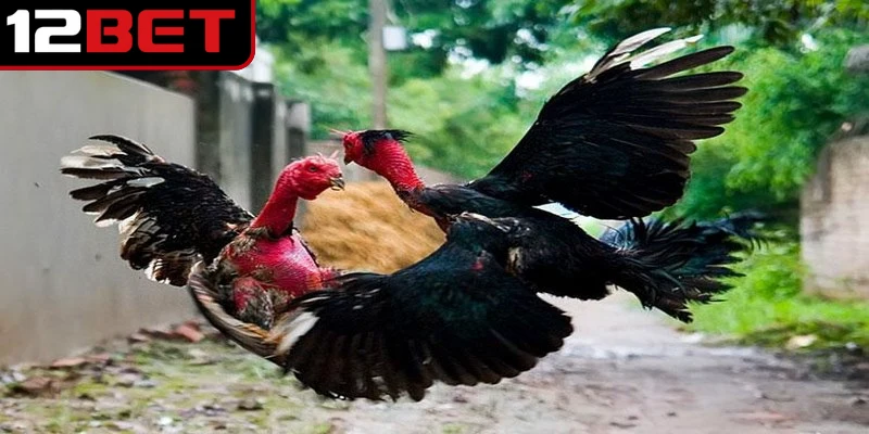 Gà chọi là giống đặc biệt được huấn luyện để thi đấu, cá cược giải trí