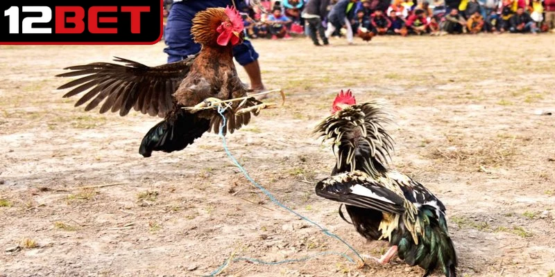 Những trận đấu được phát sóng trực tiếp từ những trường gà uy tín