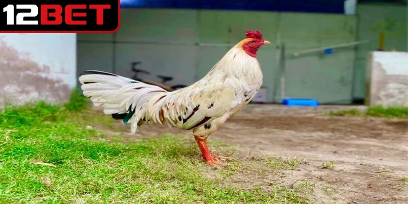 Gà bướm là loại sở hữu bộ lông chủ đạo với màu trắng sữa đặc trưng
