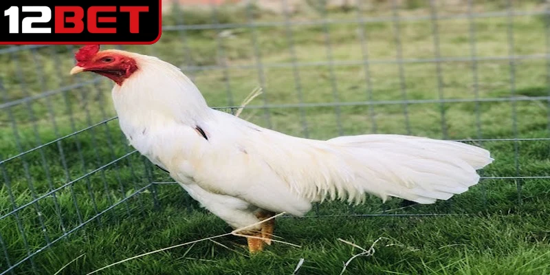 Gà bướm là loại sở hữu bộ lông chủ đạo với màu trắng sữa đặc trưng