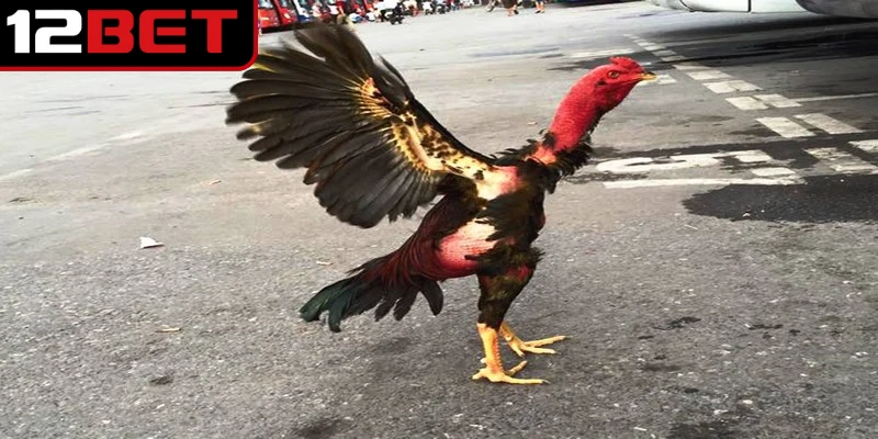 Gà Chọi Việt Nam - Khám Phá Những Giống Chiến Kê Độc Nhất 3 Gà điều được nhận biết qua bộ lông màu điều đặc trưng độc đáo