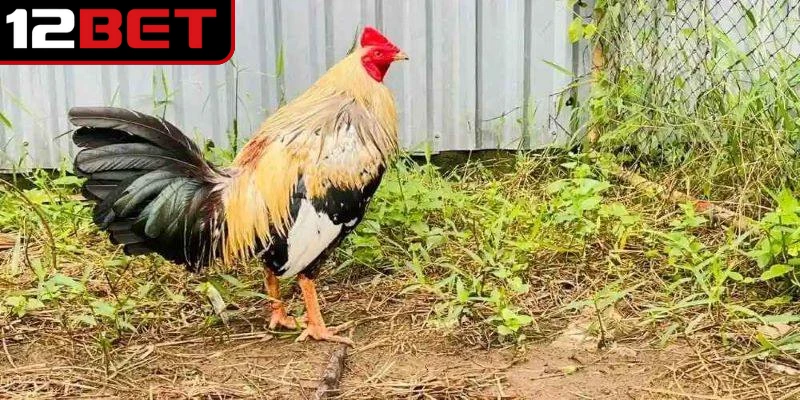 Gà Chuối Là Gì? Giải Mã Chiến Kê Độc Đáo Trong Sới Gà Việt 3 Tìm hiểu dấu hiệu để người chơi nhận biết gà chuối là gì