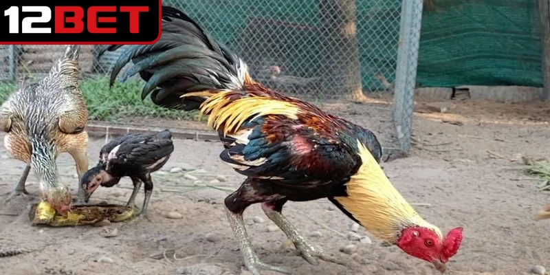 Gà đá Thái Lan là một trong những dòng chiến binh nổi tiếng 