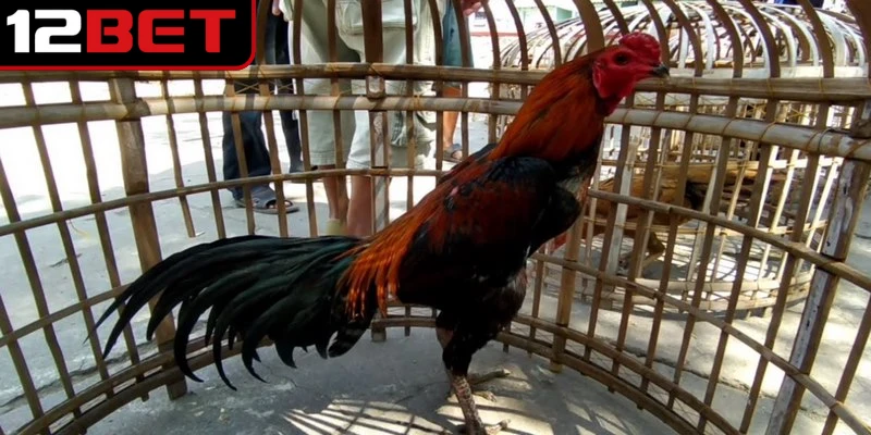 Gà đá Thái Lan nổi bật nhờ sở hữu ngoại hình săn chắc và lối đá tinh tế