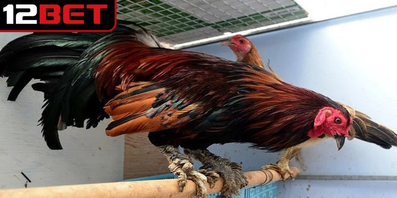 Hướng Dẫn Xem Vảy Gà Đá Cựa Sắt Chuẩn Xác Cho Kê Thủ 2 Xem vảy gà đá cựa sắt mang lại nhiều lợi ích cho sư kê