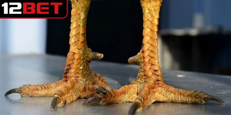 Cách nhận biết vảy gà án thiên đơn giản nhất cho sư kê