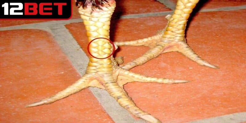 Vảy Gà Huyền Trâm - Dấu Hiệu Nhận Diện Chiến Kê Quý Hiếm 3 Những loại vảy gà huyền trâm được ưa chuộng nhất trong giới chọi kê