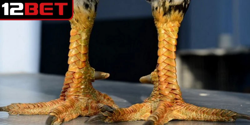 Vảy Gà Tứ Quý Phủ Địa - Điểm Nổi Bật Của Chiến Kê Hiếm 4 Vảy gà tứ quý phủ địa vẫn luôn nằm trong nhóm được sư kê ưu tiên